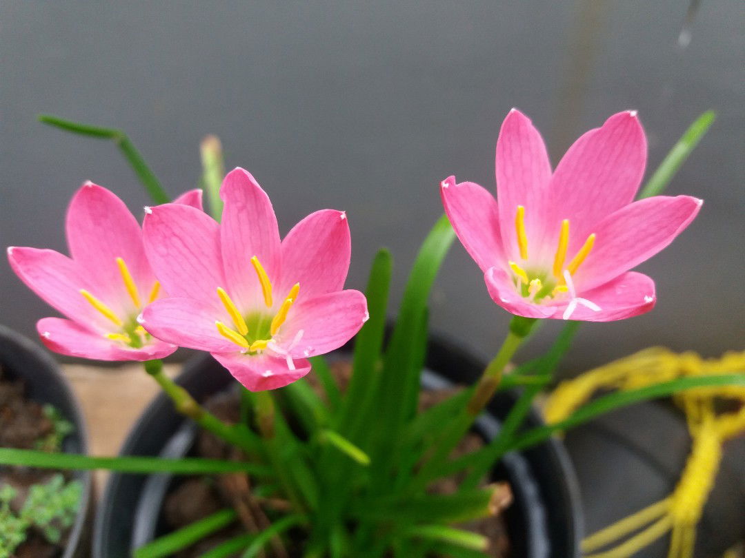 rinna rinna profile icon