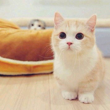 Pipit Pitriyani profile icon