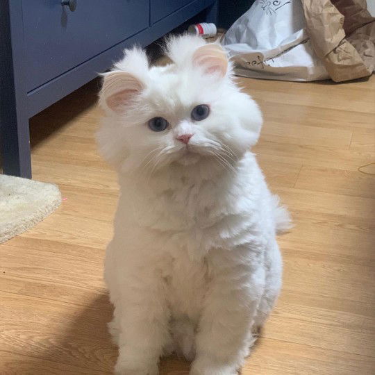 Andra Fatiqha Arsy profile icon