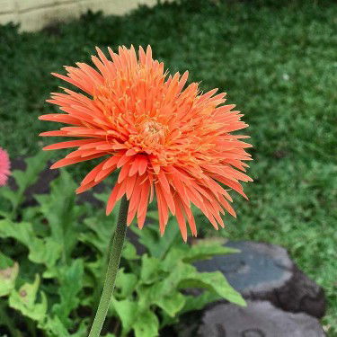 Jean Rose Songculan profile icon