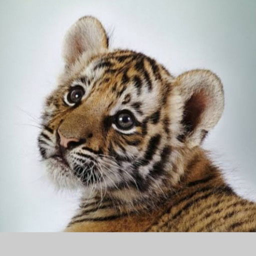 Nur Cahya profile icon