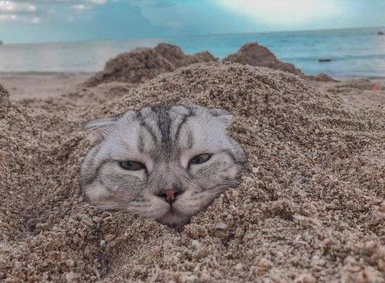 Nattamon profile icon