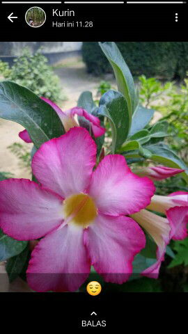 mafaza hilya alhalim profile icon