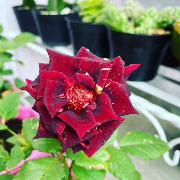 Imas Yuliani profile icon