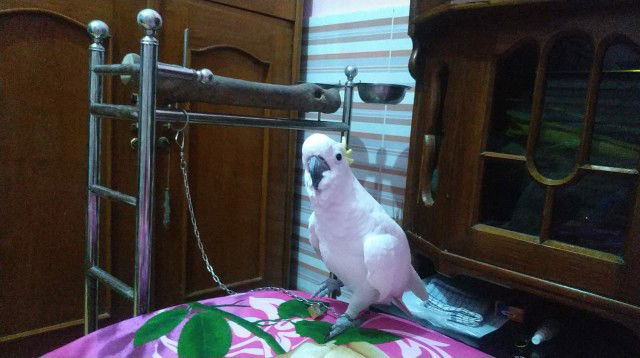 ibu Syarifah profile icon