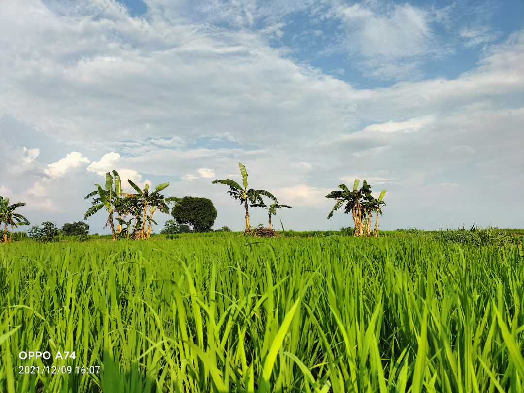 happy momsie profile icon