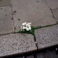 chanita profile icon