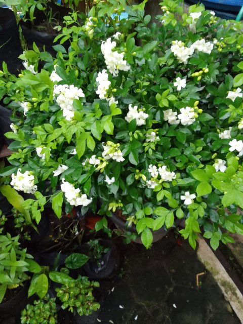 Lisa Mardiana profile icon