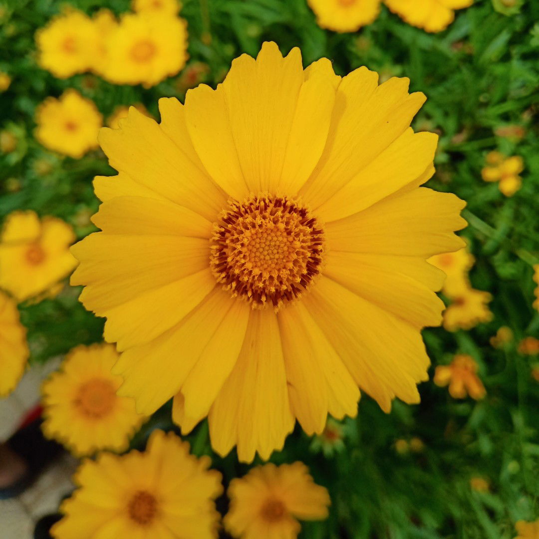 Sinthia Maramis profile icon