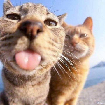 พีช profile icon