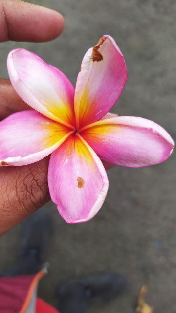 sepvia rakhmasari profile icon