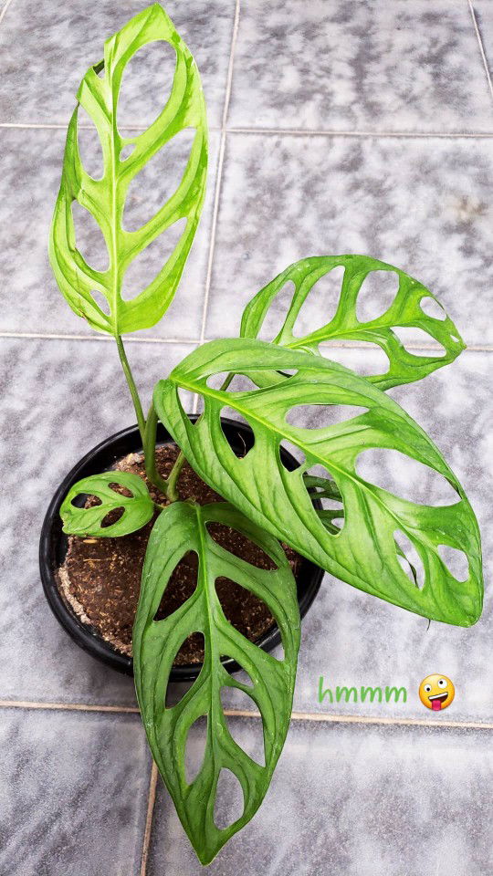 Finaaaa profile icon