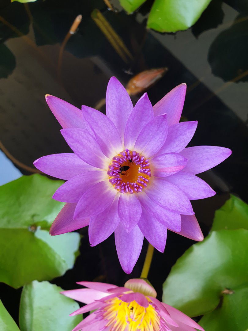 Mayya Rujipornsakul profile icon