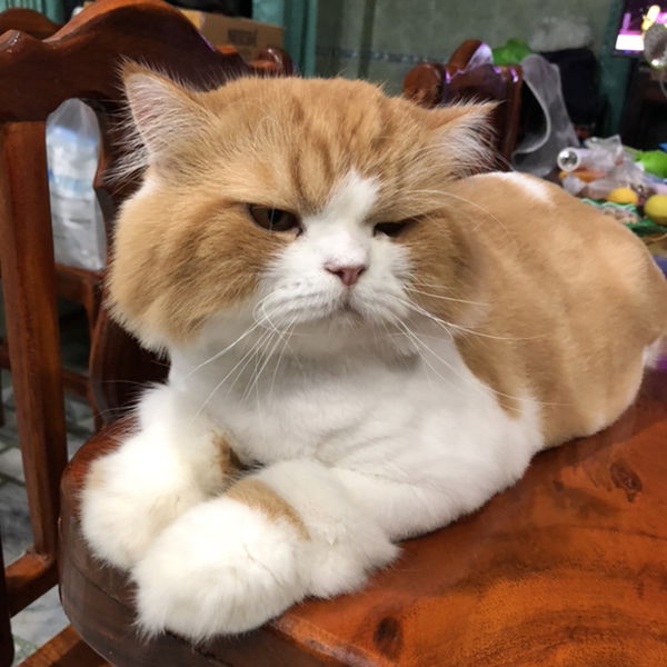 Chabacon profile icon