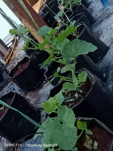 Snow White Maldives7 profile icon