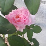 mameevee profile icon