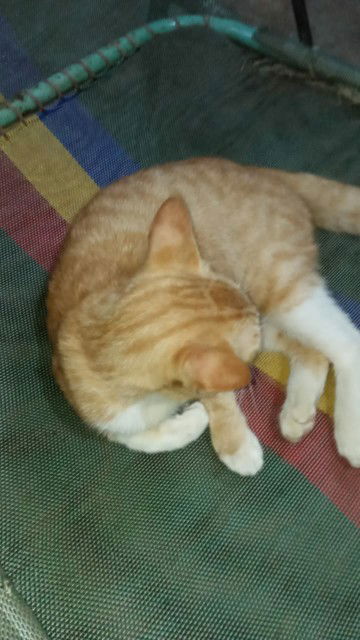 Devie Rannawati profile icon