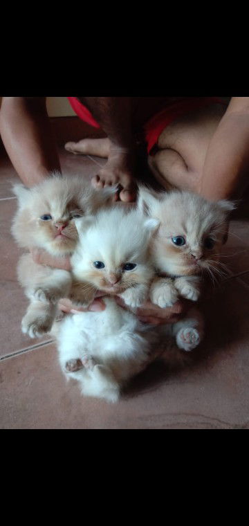 Devadevi profile icon