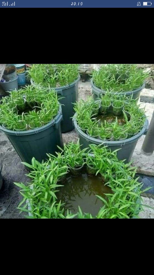 Ula sugesti profile icon