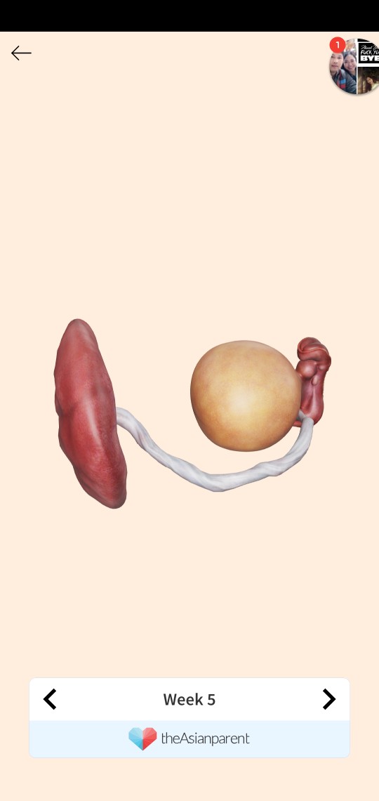 Baby profile icon