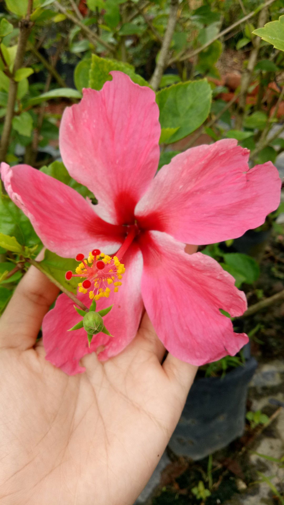 Mommy Luqluq profile icon