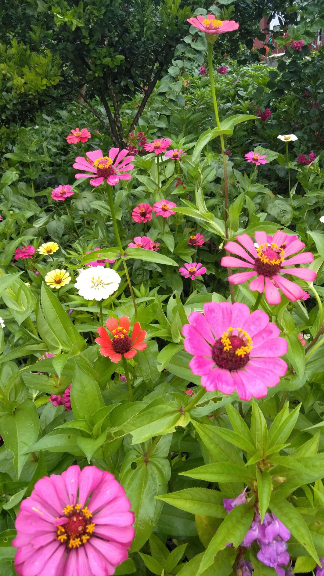 Shofeaaa profile icon