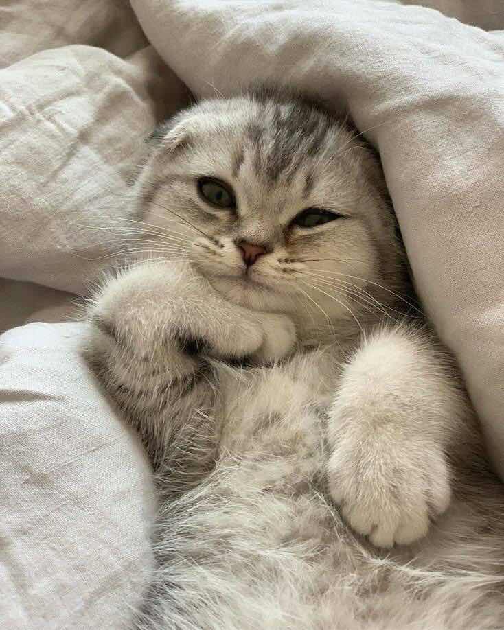 Khaimook profile icon