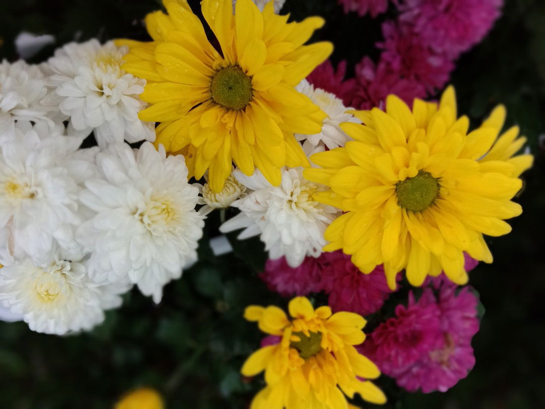 kartika sari profile icon