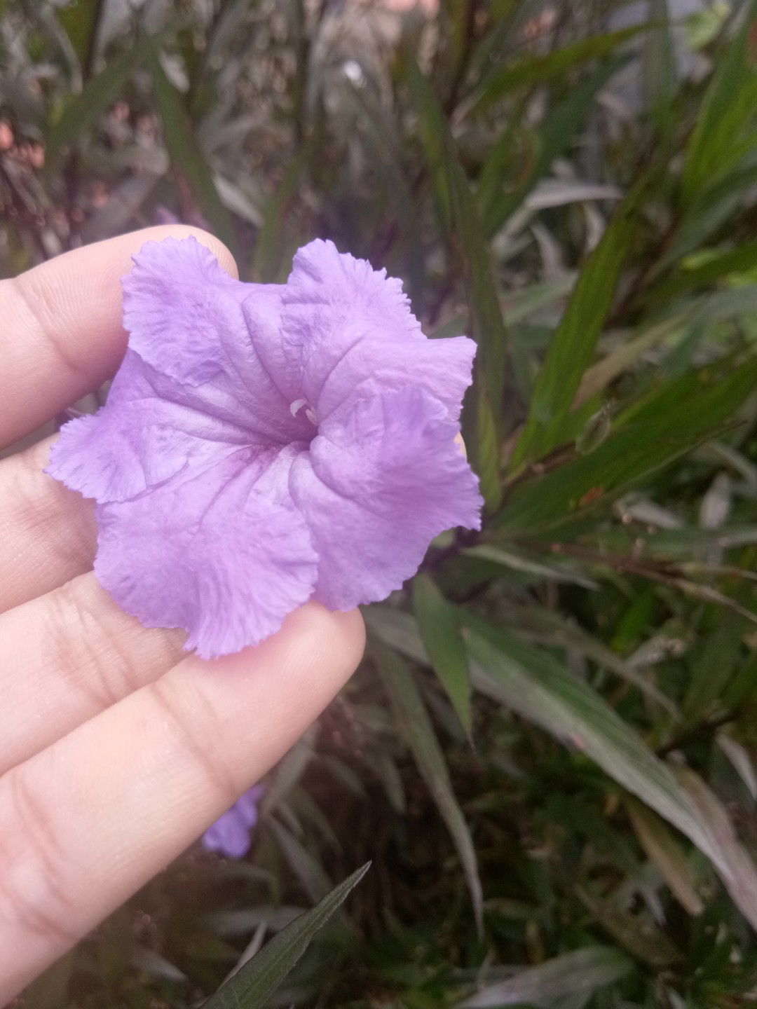 Iera Lara profile icon