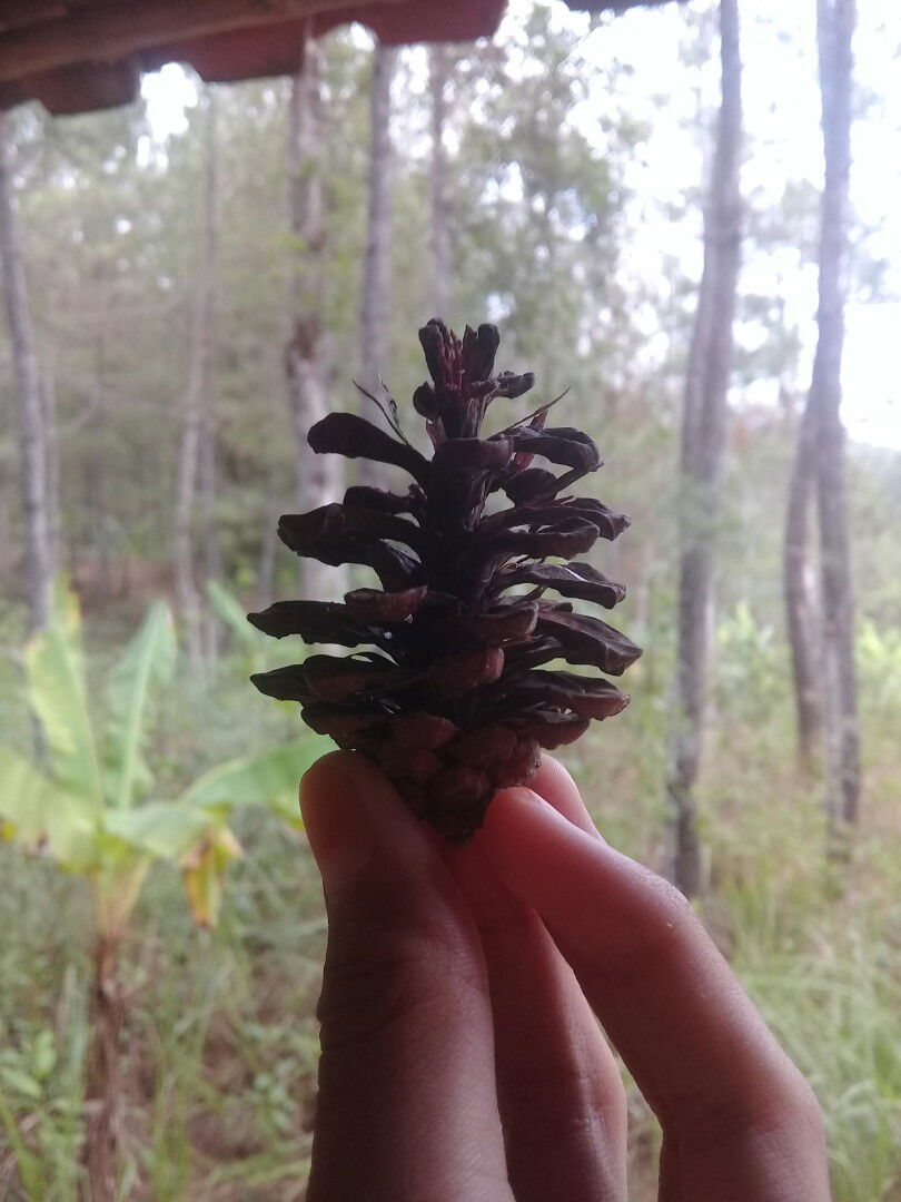 Ifa Alifatul profile icon