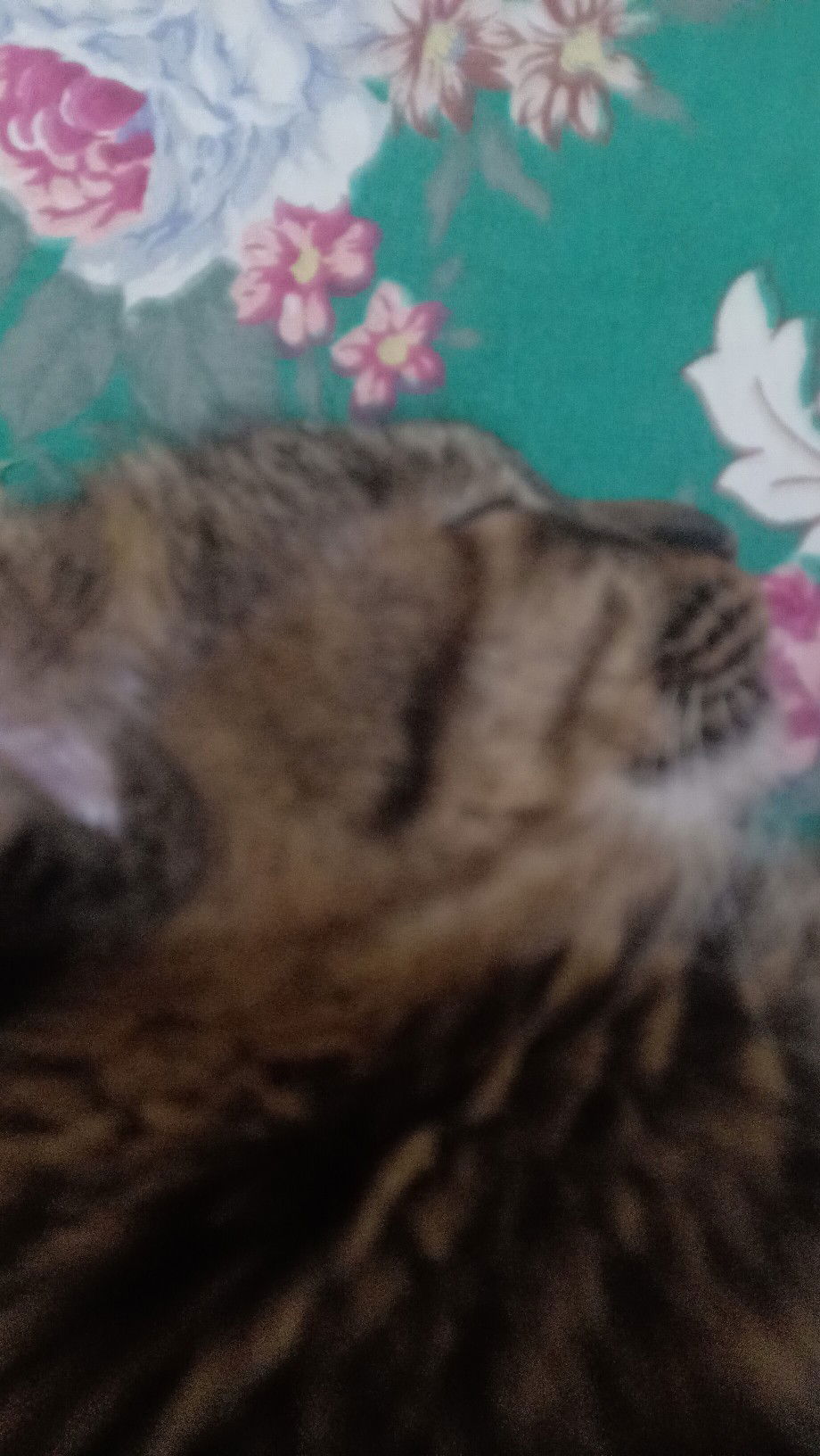 aldila shawal profile icon