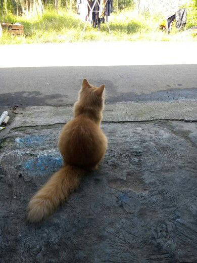 diansupi profile icon