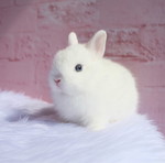 บันนี่ profile icon