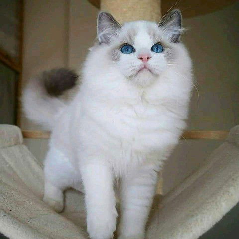 teteh suci weh profile icon