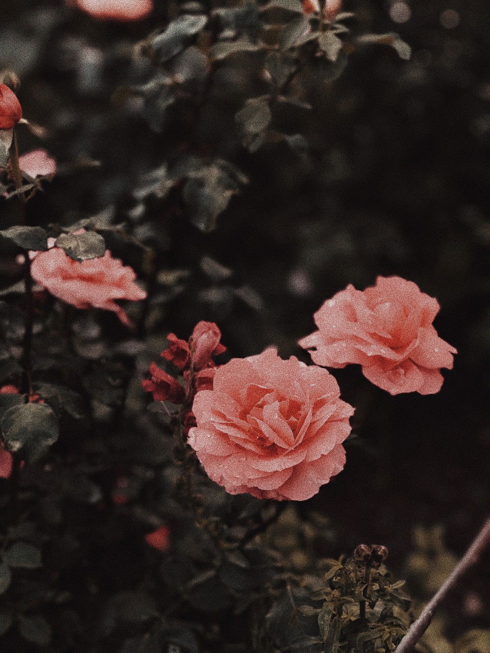 Yayang Cieyra profile icon