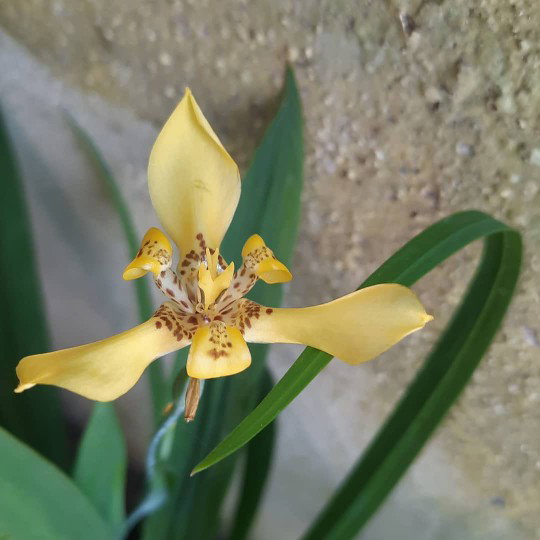 Fallen Apriyeni profile icon