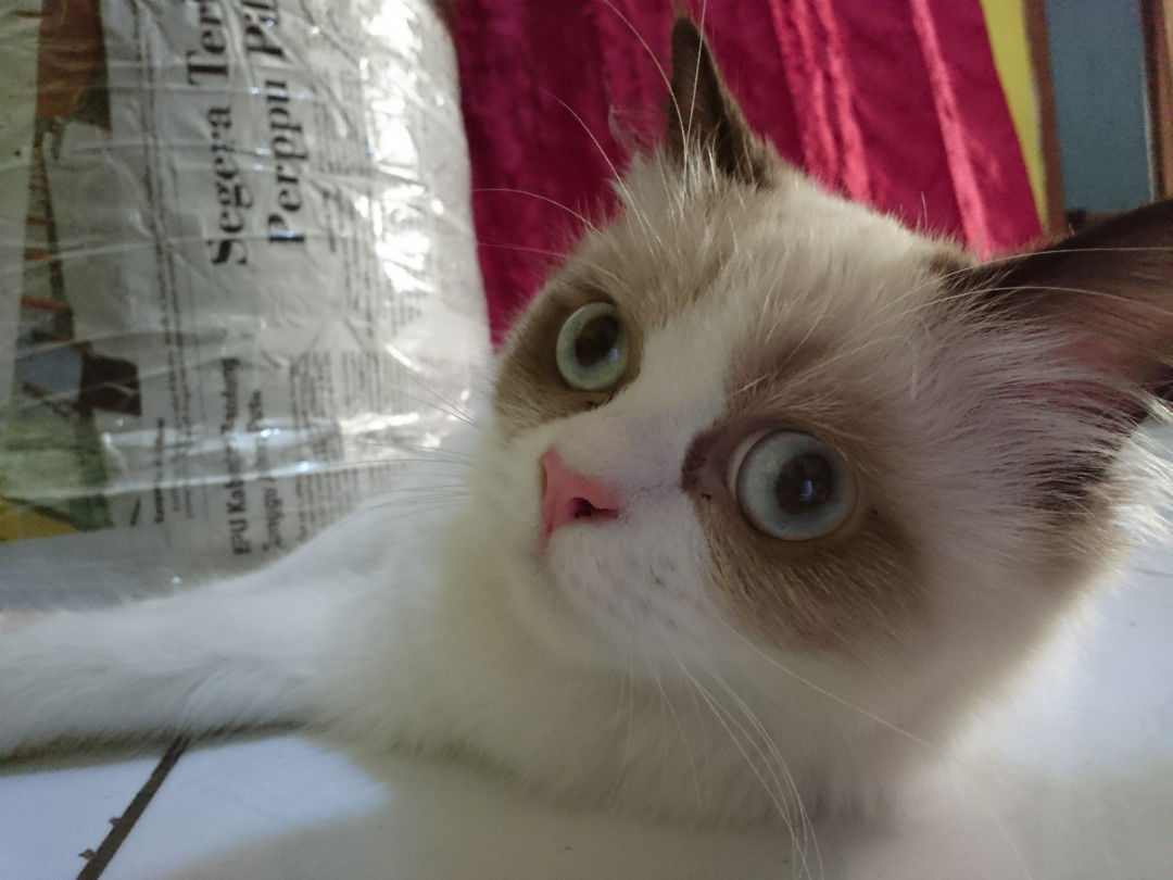 Syaza Afifa Zahra profile icon