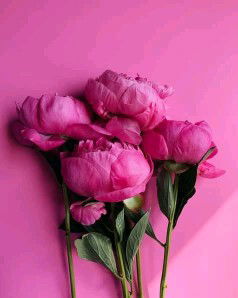 Az-zahra Jannah profile icon