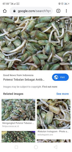 makan tebalan