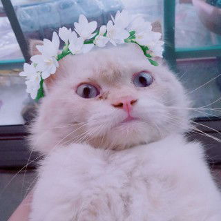 Cindy Dita profile icon