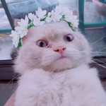 Cindy Dita profile icon