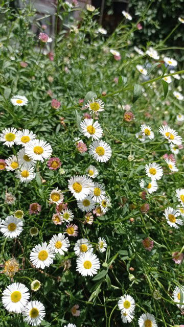 Hana F. R profile icon