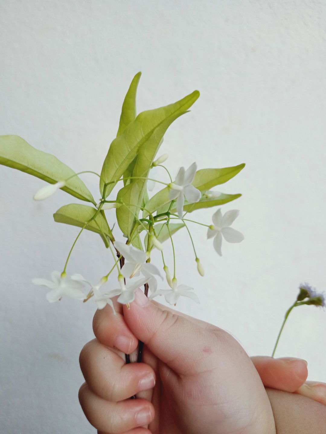 Adriaty Jumisry profile icon