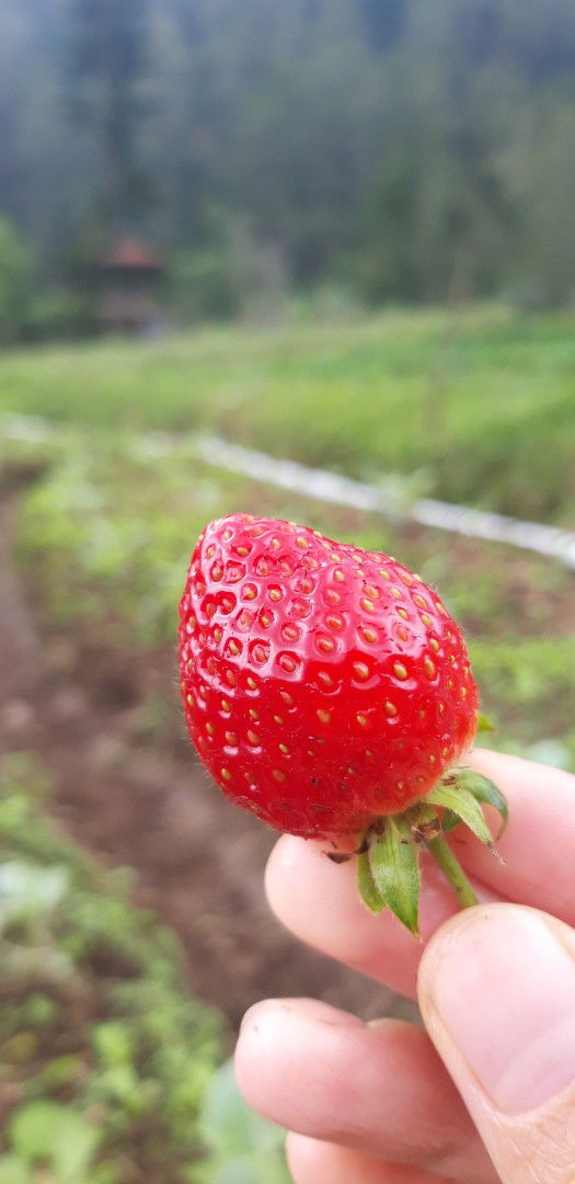 Siti Azreen profile icon