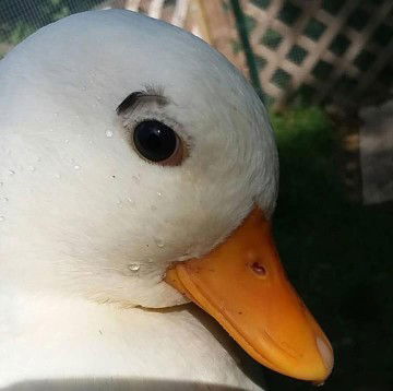 Nguyễn Nga profile icon