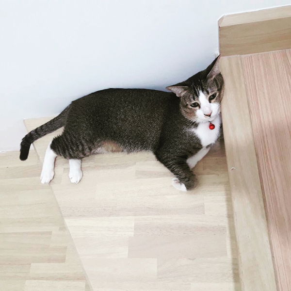 Poy Npass profile icon