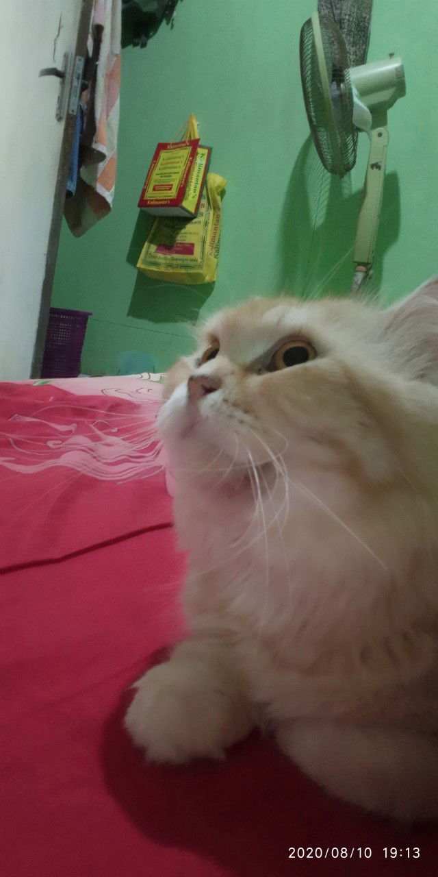 Novita Maulani profile icon