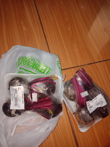 Rasanya buah bit