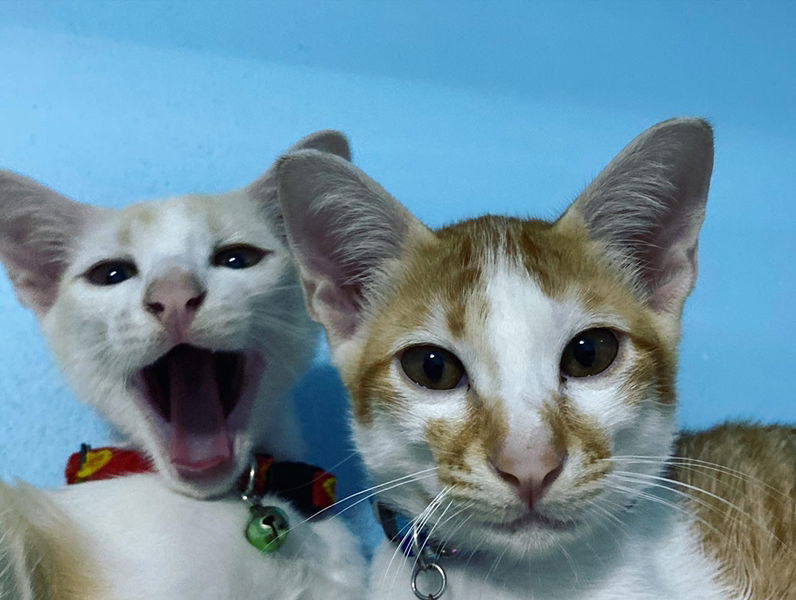 Ratcha MA Mai profile icon