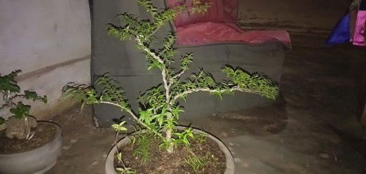 Emma Antia profile icon